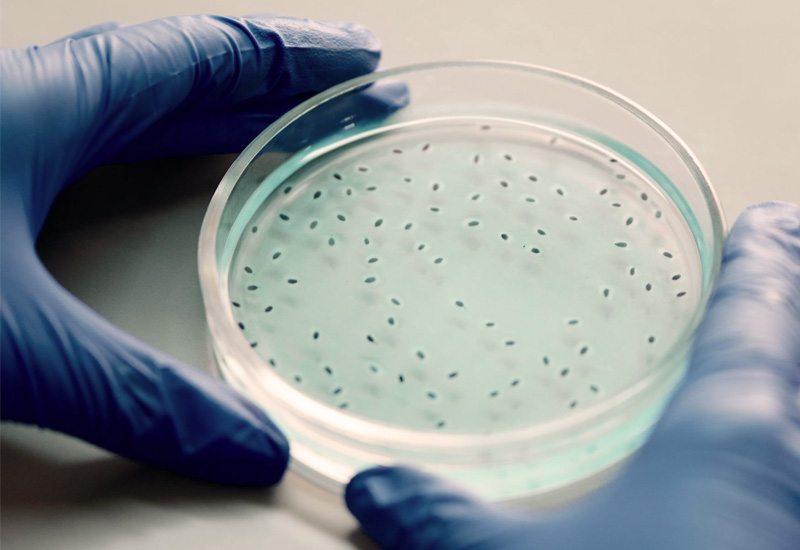 GSK Financial Results Analysis [Infographic]